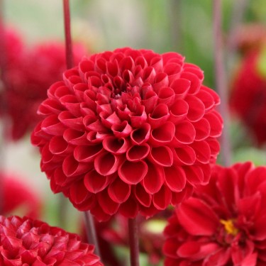 Dahlia 'Viking' -BIO-