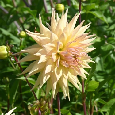 Dahlia 'Penhill Autumn Shade'