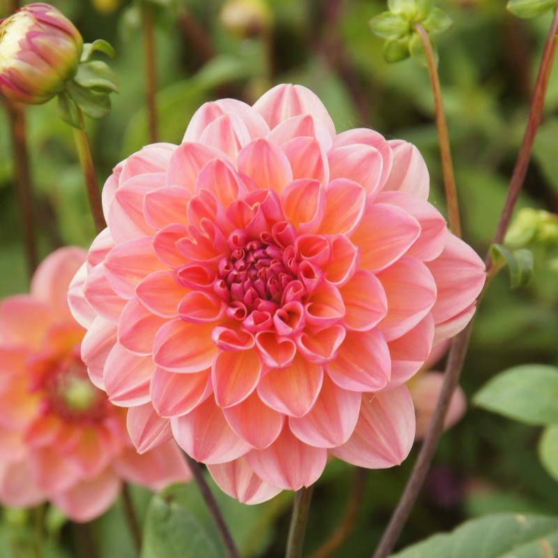 Dahlia 'Phyllis Farmer' BIO