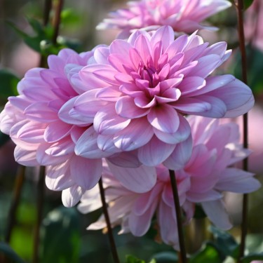Dahlia 'Pink Perception'  ™