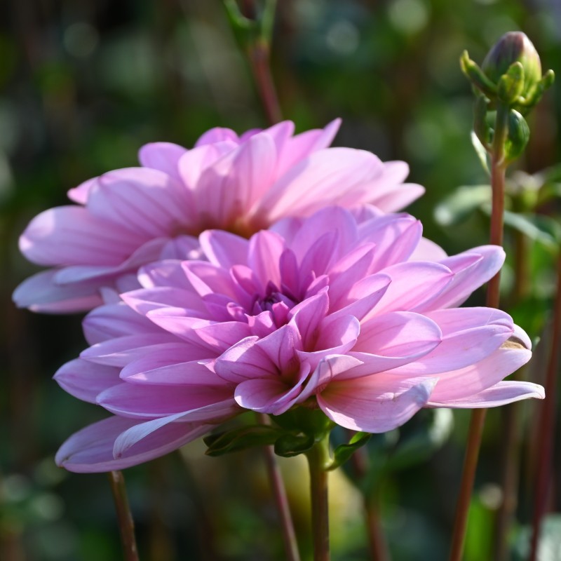 Dahlia 'Pink Perception'  ™