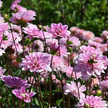 Dahlia 'Pink Perception'  ™