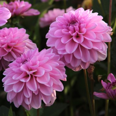 Dahlia 'Pink Pop' -BIO-
