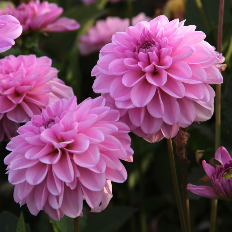 Dahlia 'Pink Pop' -BIO-