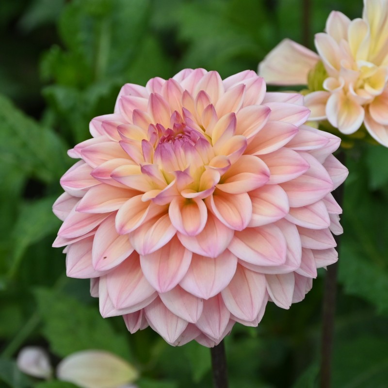 Dahlia 'Princesse Elisabeth'