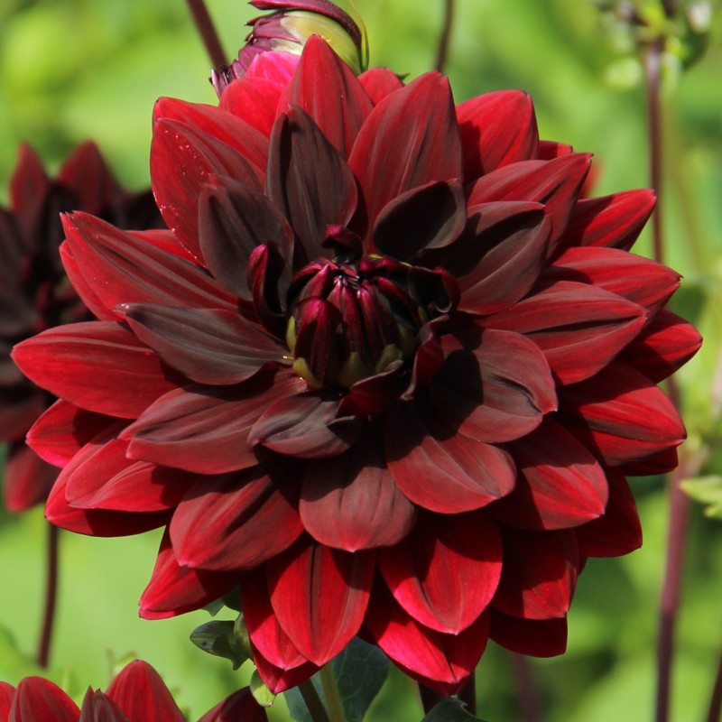 Dahlia 'Sam Hopkins' Dahlia 'Sam Hopkins'