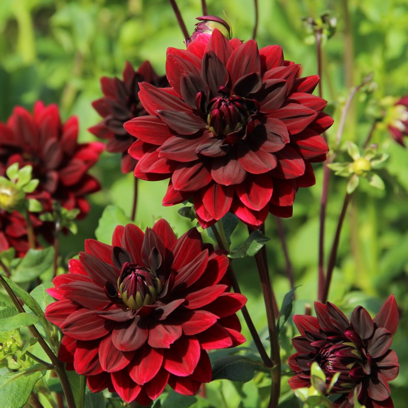 Dahlia 'Sam Hopkins' Dahlia 'Sam Hopkins'