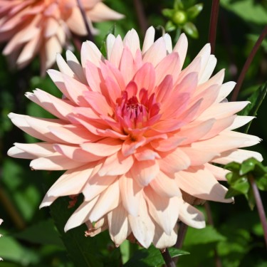 Dahlia 'Schneckenstein'