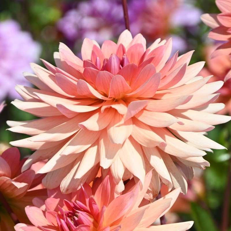 Dahlia 'Schneckenstein'