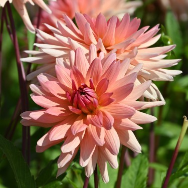 Dahlia 'Schneckenstein'