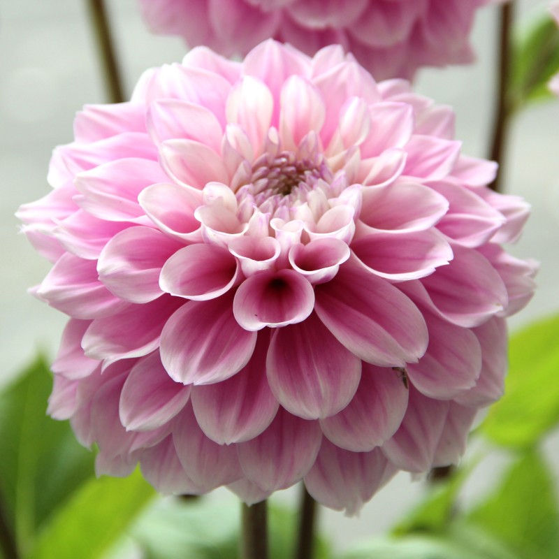 Dahlia 'Sweet Love'