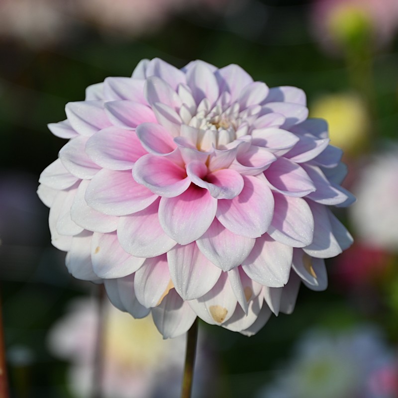 Dahlia 'Sweet Love'