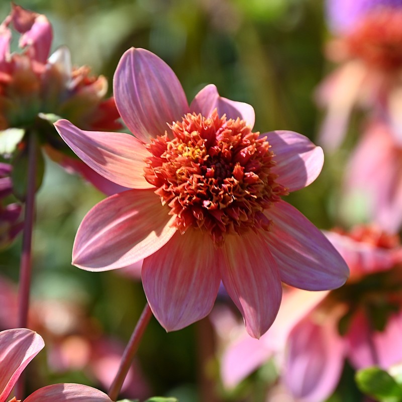 Dahlia 'Totally Tangerine' -BIO-