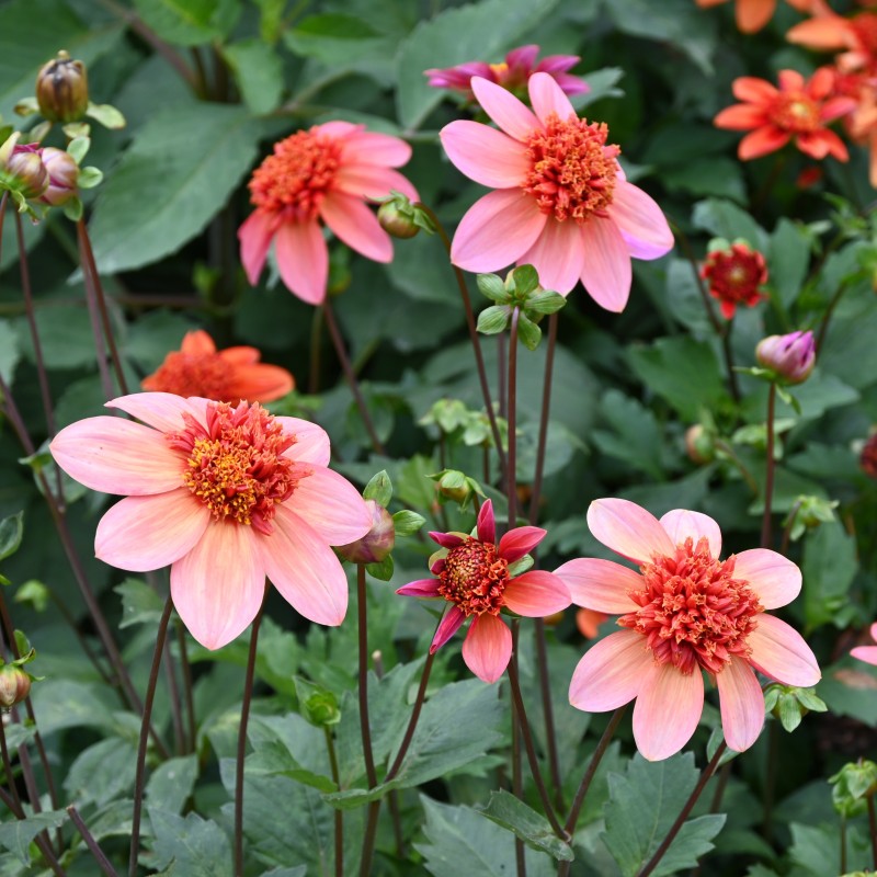 Dahlia 'Totally Tangerine' Dahlia 'Totally Tangerine'