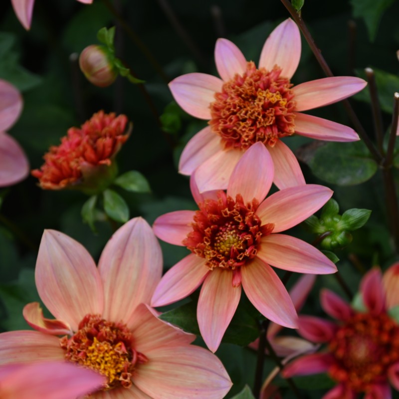 Dahlia 'Totally Tangerine' Dahlia 'Totally Tangerine'
