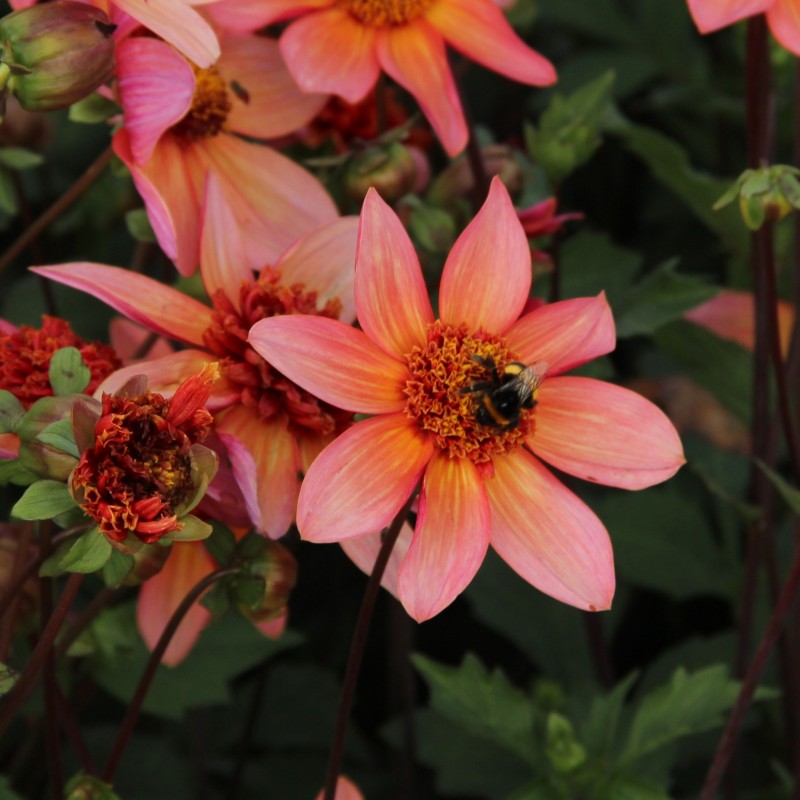Dahlia 'Totally Tangerine' Dahlia 'Totally Tangerine'