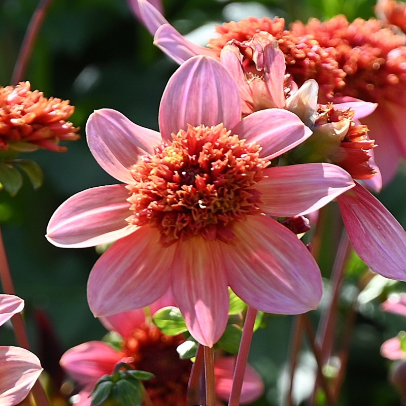 Dahlia 'Totally Tangerine' Dahlia 'Totally Tangerine'