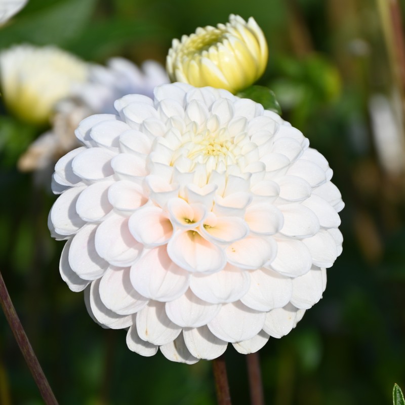 Dahlia 'Wizard of Lightening'