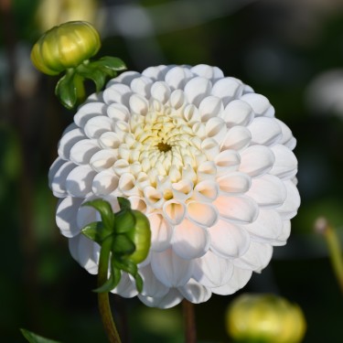 Dahlia 'Wizard of Lightening'