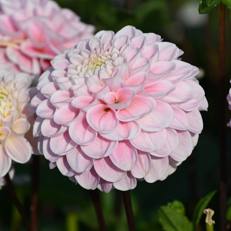 Dahlia 'Wizard of Oz'