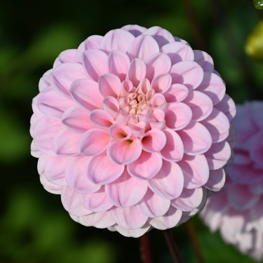 Dahlia 'Wizard of Oz'