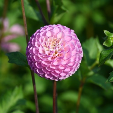Dahlia 'Zippity Do Da'