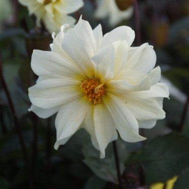 Dahlia 'Dainty Daisy' BIO