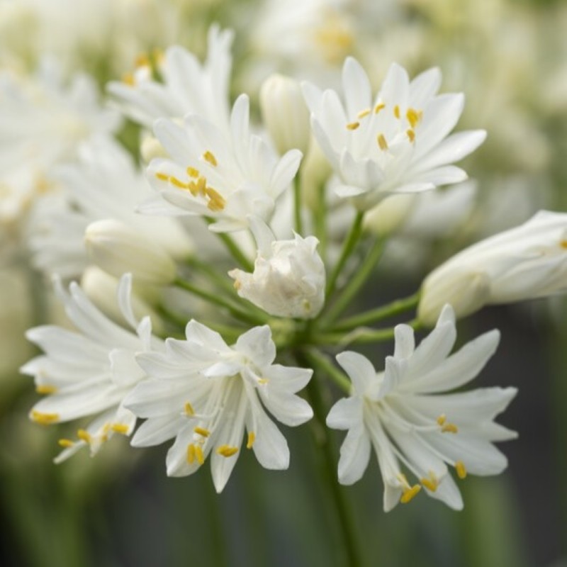 Agapanthus 'Double Diamond' Agapanthus 'Double Diamond'