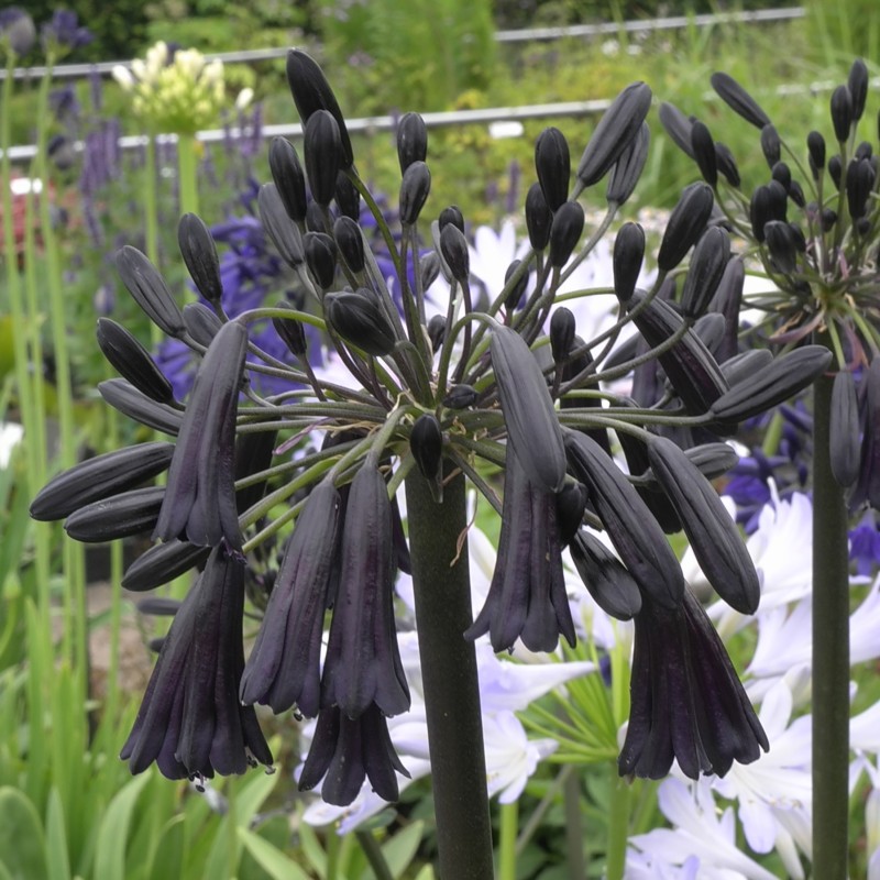 Agapanthus 'Black Magic' Agapanthus 'Black Magic'
