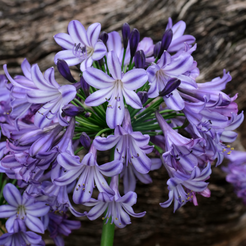 Agapanthus 'Poppin Star' Agapanthus 'Poppin Star'