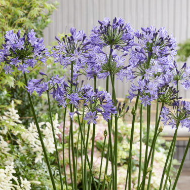 Agapanthus 'Poppin Star' Agapanthus 'Poppin Star'