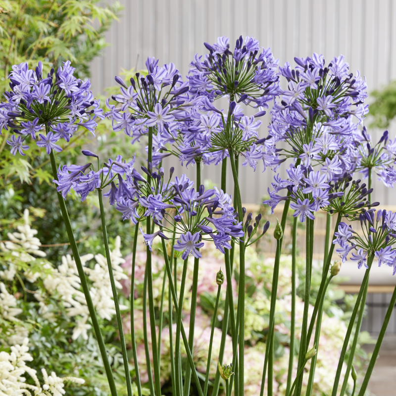 Agapanthus 'Poppin Star' Agapanthus 'Poppin Star'