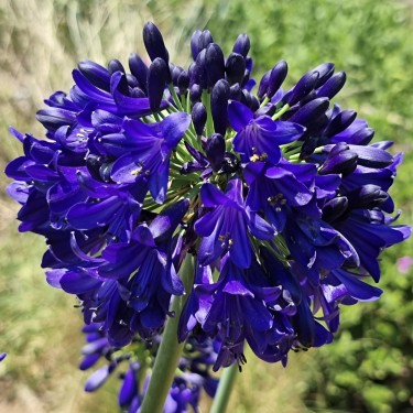 Agapanthus 'Midnight Sky'