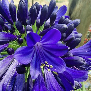 Agapanthus 'Midnight Sky' Agapanthus 'Midnight Sky'