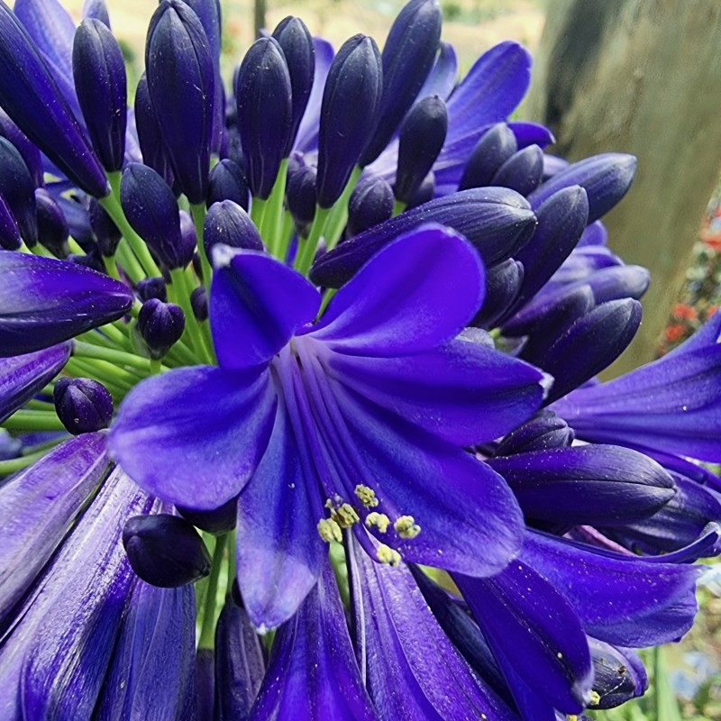 Agapanthus 'Midnight Sky' Agapanthus 'Midnight Sky'