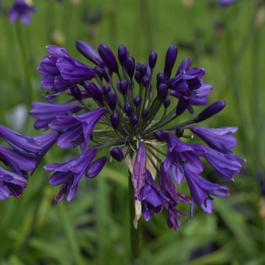 Agapanthus 'Poppin Purple'