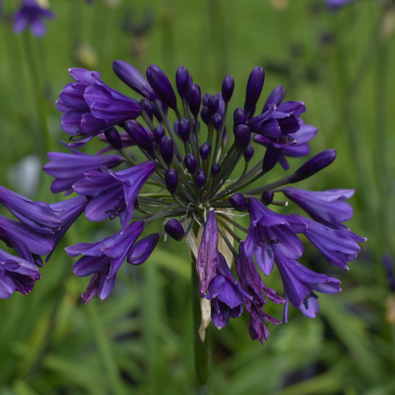 Agapanthus 'Poppin Purple' Agapanthus 'Poppin Purple'