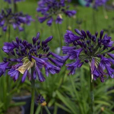 Agapanthus 'Poppin Purple' Agapanthus 'Poppin Purple'