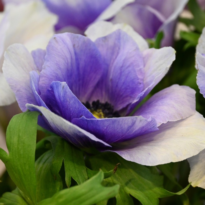 Anemone coronaria MISTRAL PLUS® 'Azzurro' Anemone coronaria MISTRAL PLUS® 'Azzurro'