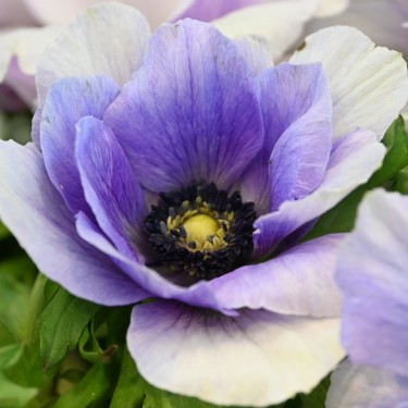 Anemone coronaria MISTRAL PLUS® 'Azzurro' Anemone coronaria MISTRAL PLUS® 'Azzurro'