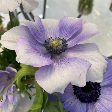 Anemone coronaria MISTRAL PLUS® 'Azzurro' Anemone coronaria MISTRAL PLUS® 'Azzurro'
