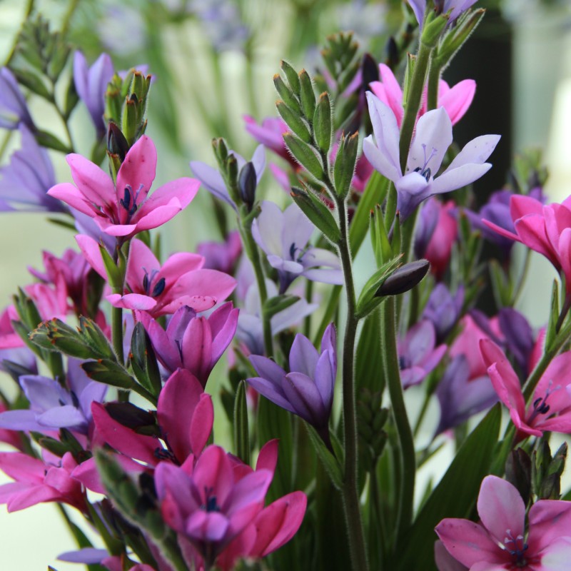 Babiana stricta Babiana stricta