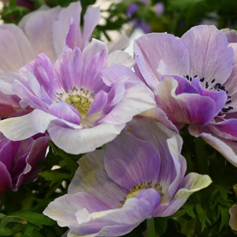Anemone coronaria MISTRAL PLUS® 'Rarity' Anemone coronaria MISTRAL PLUS® 'Rarity'