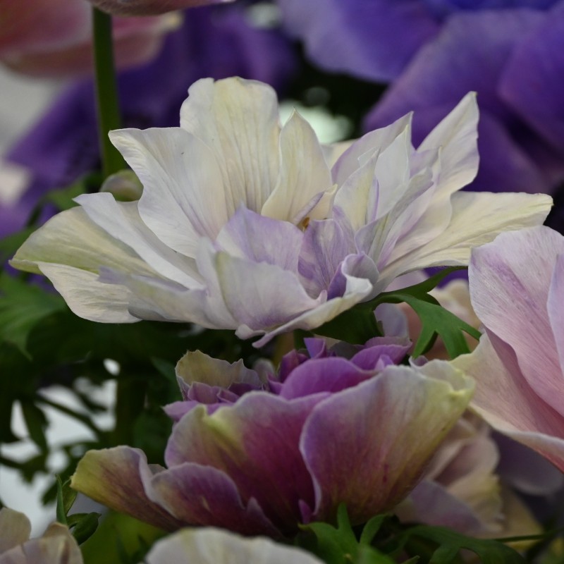 Anemone coronaria MISTRAL PLUS® 'Rarity' Anemone coronaria MISTRAL PLUS® 'Rarity'