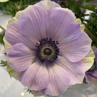 Anemone coronaria MISTRAL PLUS® 'Rarity' Anemone coronaria MISTRAL PLUS® 'Rarity'