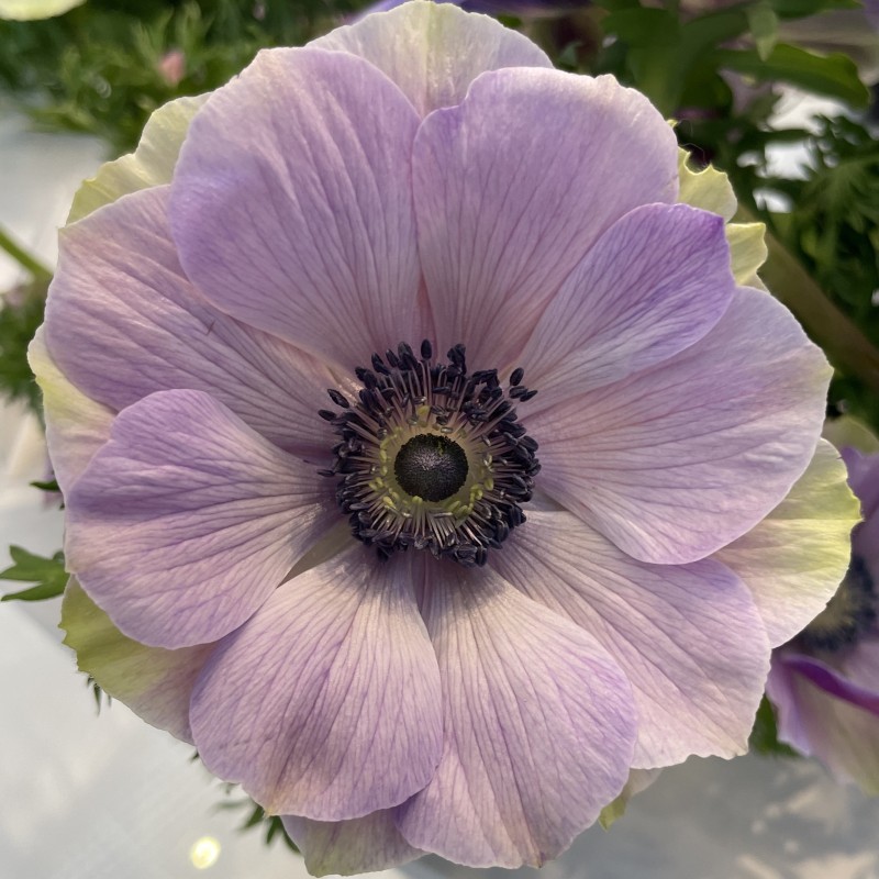 Anemone coronaria MISTRAL PLUS® 'Rarity' Anemone coronaria MISTRAL PLUS® 'Rarity'