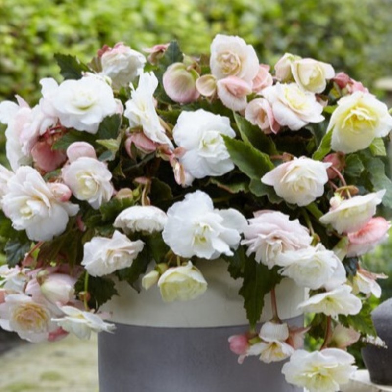 Begonia 'Cascade Odorosa White Blush' Begonia 'Cascade Odorosa White Blush'