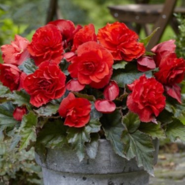 Begonia 'Cascade Odorosa Red Sunset' 