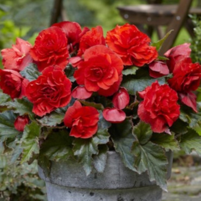 Begonia 'Cascade Odorosa Red Sunset' Begonia 'Cascade Odorosa Red Sunset'