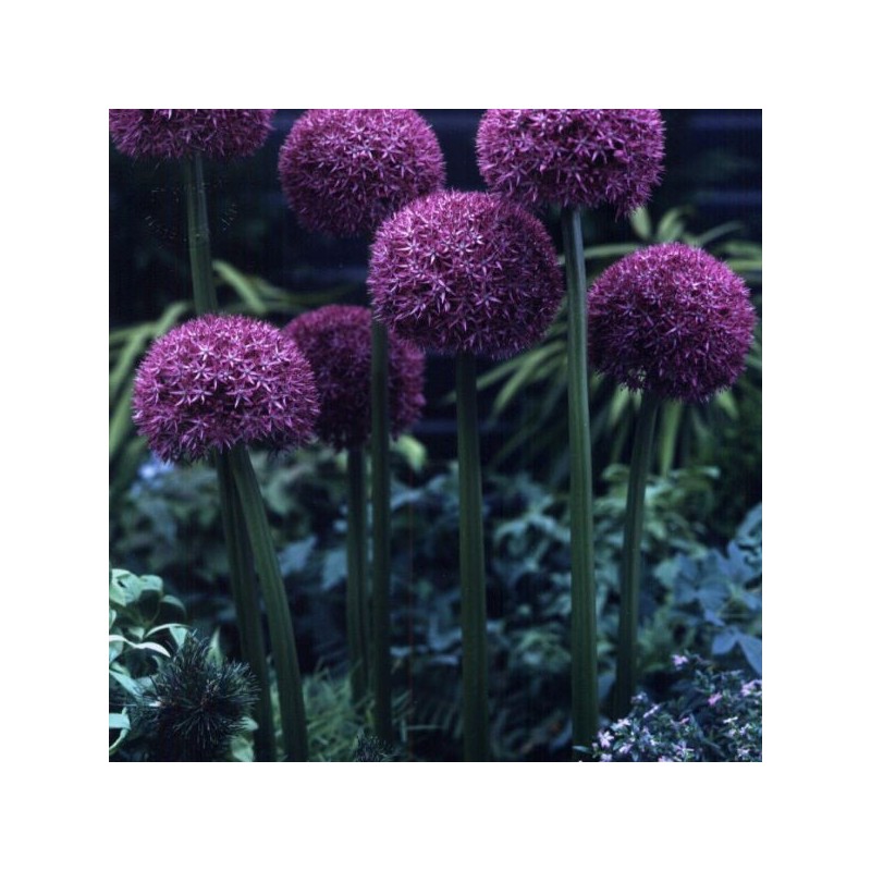 Allium 'Pinball Wizard'